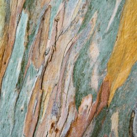 Magic Walls-Nature színes fakéreg poszter 101096