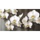 Orchidea poszter 1015 VEM.