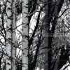 Öntapadós fólia erdő  Wood 200-3197