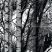 Öntapadós tapéta, erdő  Wood 200-3197