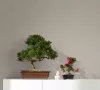 Botanica szürkésbarna szövött hatású tapéta 33329