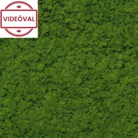 Up to Date  zöld moha mintás tapéta 34864