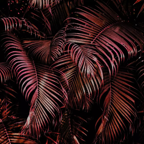Magic Walls-Nature rózsaszín trópusi levelek poszter 363128