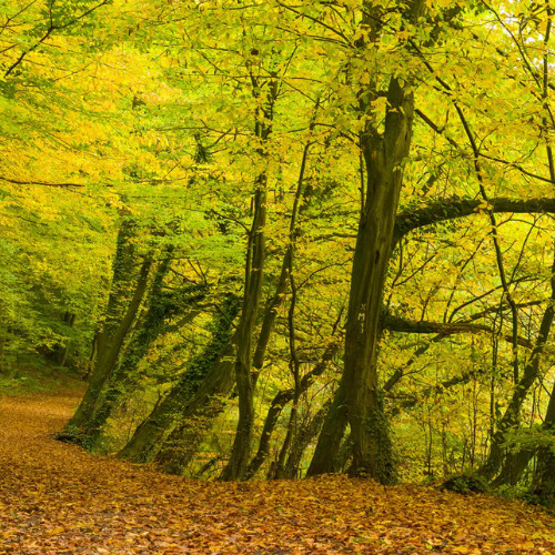 Magic Walls-Landscape őszi erdő poszter 363753