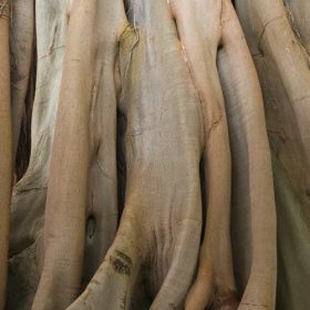 Magic Walls-Nature fakéreg poszter 363791