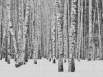 Nyírfaerdő télen digitális poszter 38259-1