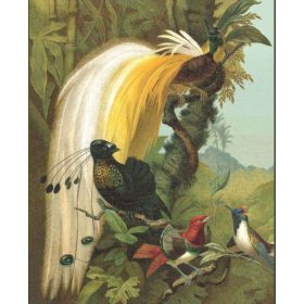 Magic Walls-Nature pávás poszter 543797