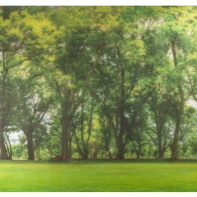 STATIC PANORAMA FOREST erdő statikus üvegfólia 56211