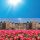 STATIC PANORAMA DUTCH SPRING Holland tavasz tulipános statikus üvegfólia 56219