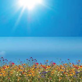   STATIC PANORAMA SPRING FLOWERS tavaszi hangulatú virágos statikus üvegfólia 56220