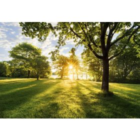 Erdei poszter 8-743.