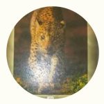WWF Leopárd  kép