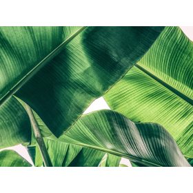 Broken Leaf 1 poszter DD118552