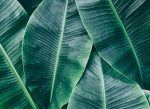 Banana Leaves 1 poszter DD118560