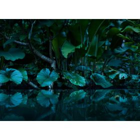 Tropical poszter DD118796