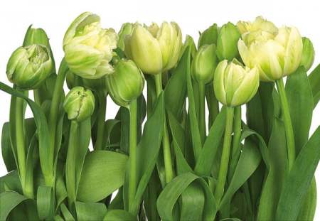 P8900 Zöld tulipánok.