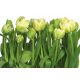 P8900 Zöld tulipánok.