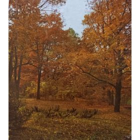 Őszi erdő óriás poszter POSZ702