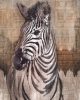 Zebra  poszter X4-1010