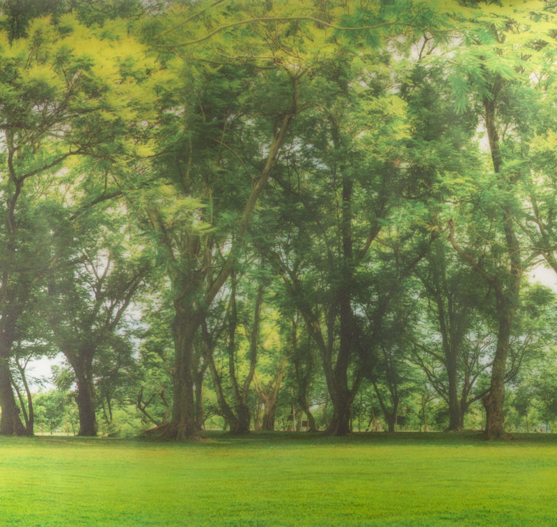 Image of STATIC PANORAMA FOREST erdő statikus üvegfólia 56211