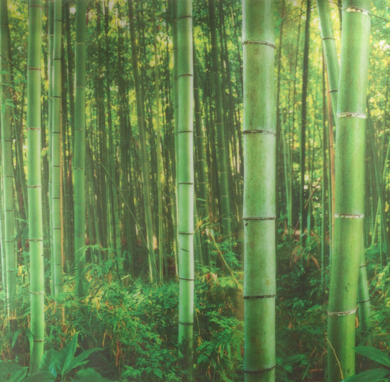 Image of STATIC PANORAMA BAMBOO bambuszos statikus üvegfólia 56215