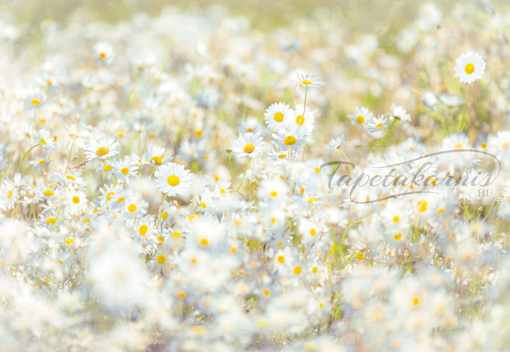 Image of Fehér virágos poszter 8-994.