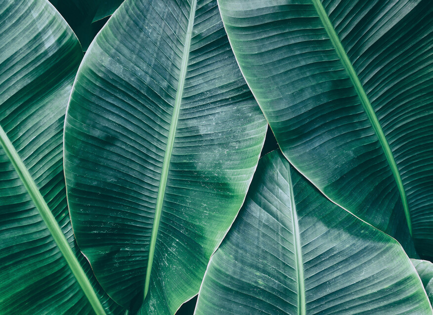 Image of Banana Leaves 1 poszter DD118560
