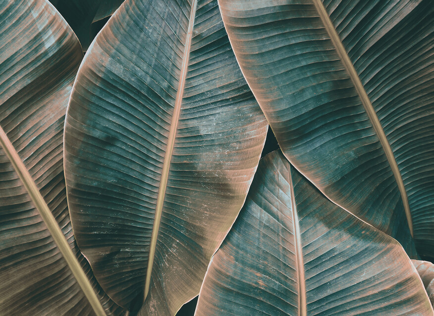 Image of Banana Leaves 2 poszter DD118562