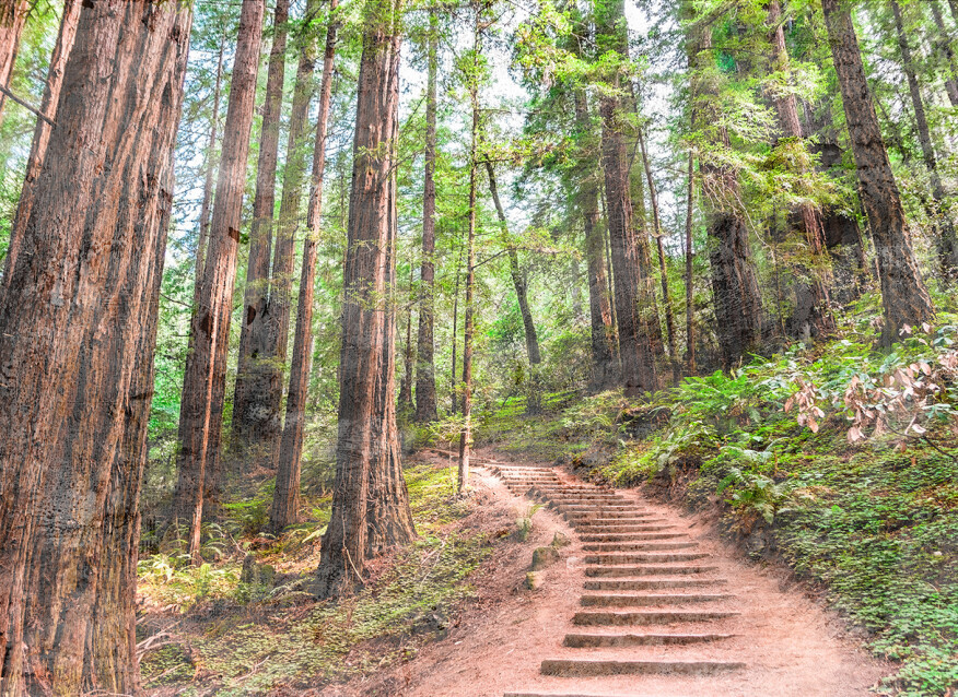 Image of Forest Walk 1 poszter DD118626