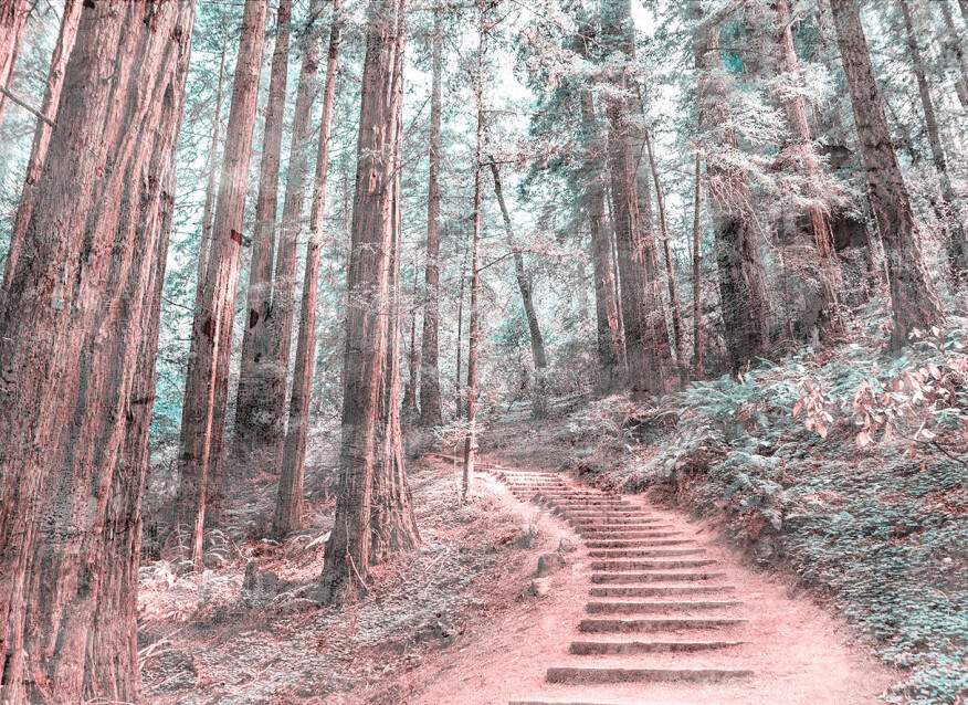 Image of Forest Walk 2 poszter DD118628