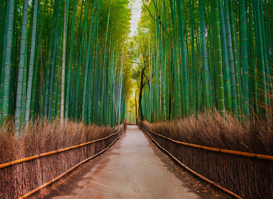Image of Bamboo Walk poszter DD118630