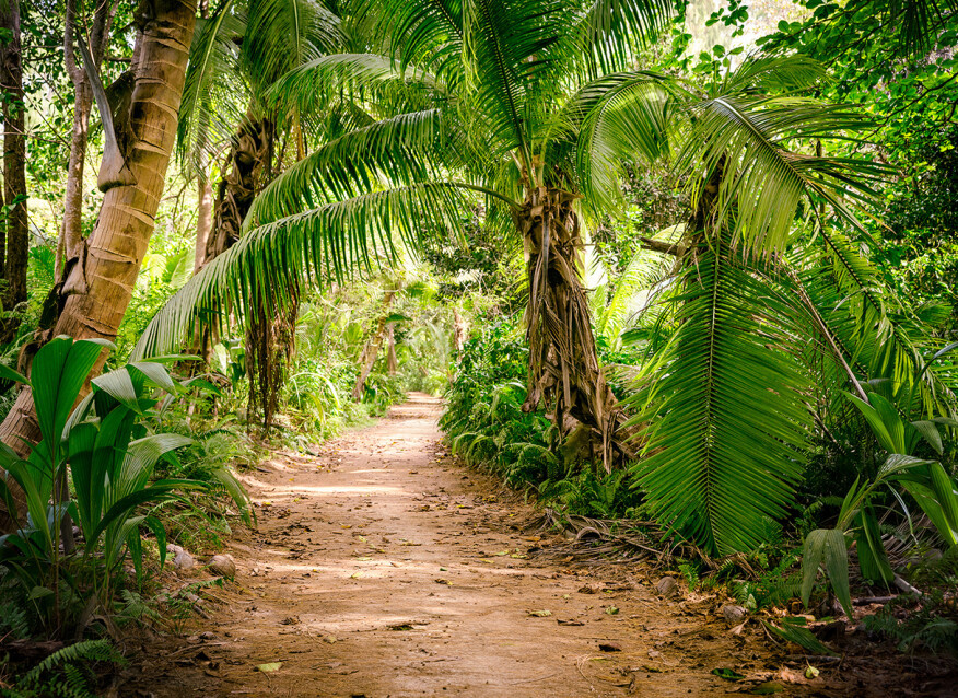 Image of Palm Walk poszter DD118634