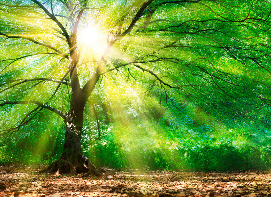 Image of Forest Light poszter DD118798