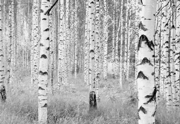 Image of Poszter xxl4-023.